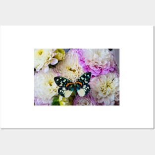 Butterfly On White And Purple Dahlias Posters and Art